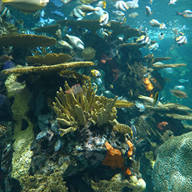 Ripley's Aquarium in Myrtle Beach, SC